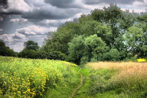 Trees under a cloudy sky Stock Photos