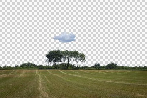 Trees under the coud Stock Photos