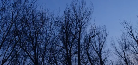 Trees under-dark blue sky Stock Footage