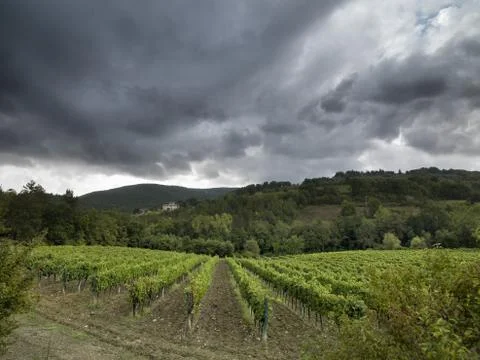 Trees under the dark clouds in tuscany Stock Photos