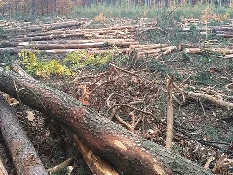 Trees under deforestation process Stock Footage 81146322