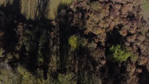 Trees under drone Stock Footage 166497514