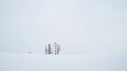 Trees under heavy snowfall in Biei, Hokkaido, Japan Stock Footage 102261112