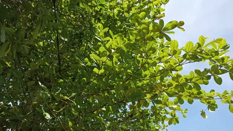 The trees under the hot sun that is blown by the breeze Stock Footage 197042670