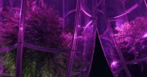 Trees under protective domes for wintering at night Stock Footage 164072139