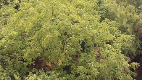 Trees under rain Stock Footage 84723197