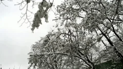 Trees under the snow and bird flying Stock Footage 21815990
