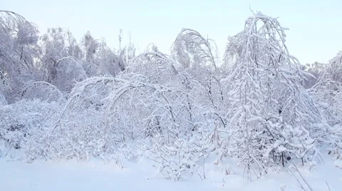 Trees under snow 库存影片 6649359