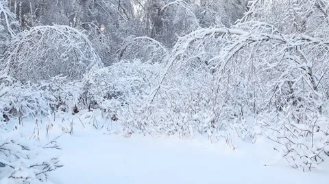 Trees under snow 库存影片 6654613