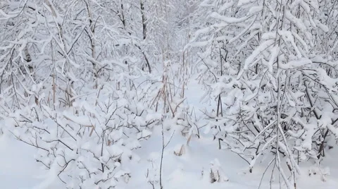 Trees under snow 库存影片 6659440