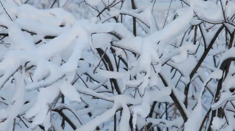 Trees under snow 库存影片 6664734