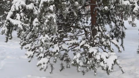 Trees under snow Video stock 6684761
