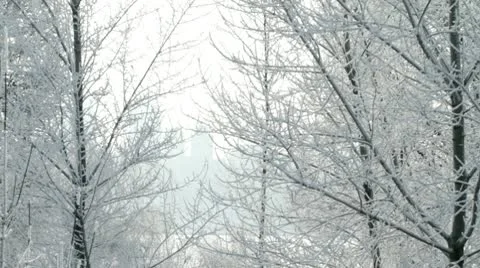Trees under snow. Stock Footage 9827916