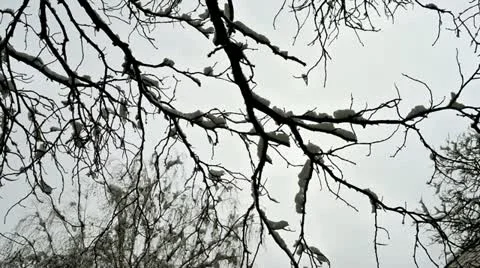 Trees under the snow Stock Footage 21815985