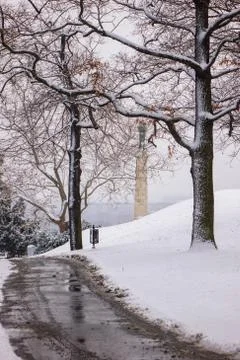 Trees under the snow Stock Photos