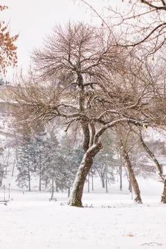 Trees under the snow Stock Photos