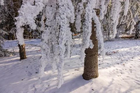 Trees under the snow Stock Photos