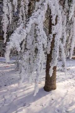 Trees under the snow Foto stock
