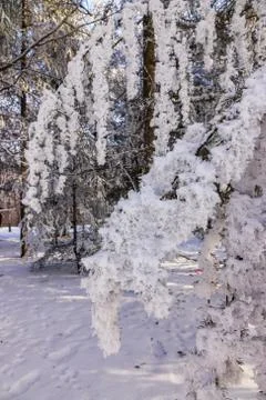 Trees under the snow Stock Photos