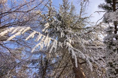 Trees under the snow Stock Photos