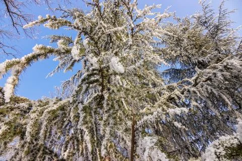 Trees under the snow Stock Photos