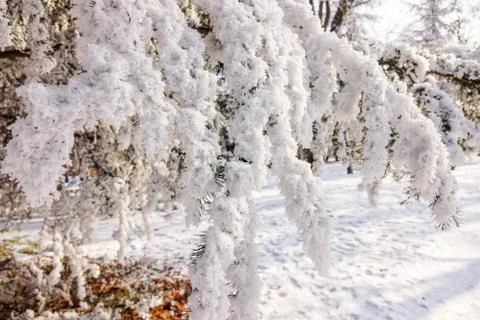 Trees under the snow Stock Photos