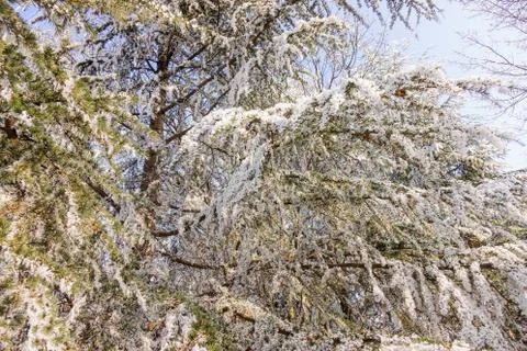 Trees under the snow Stock Photos