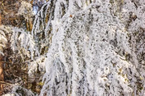 Trees under the snow Stock Photos
