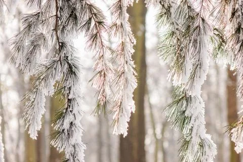 Trees under the snow Foto stock