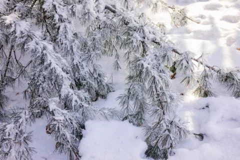Trees under the snow Stock Photos