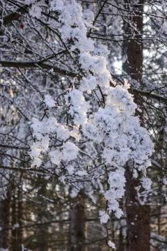 Trees under the snow Stock Photos
