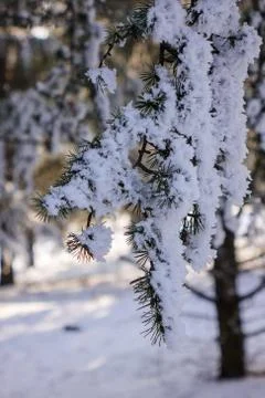 Trees under the snow Stock Photos