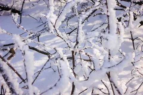 Trees under the snow Stock Photos