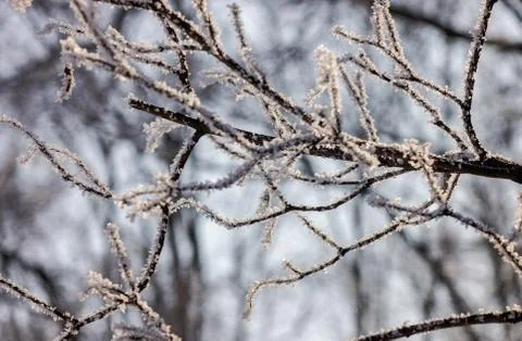 Trees under snow Stock Photos