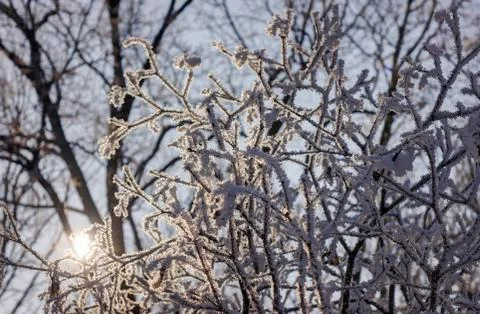 Trees under snow Stock Photos