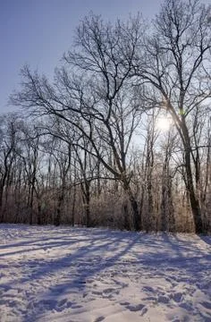 Trees under snow Stock Photos