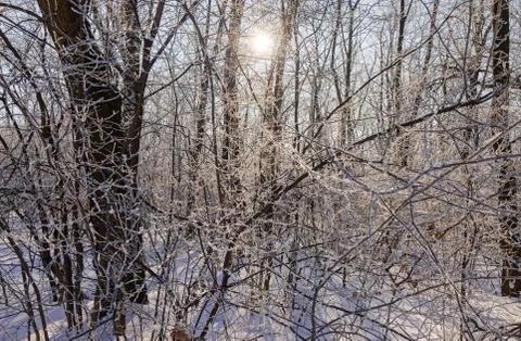 Trees under snow Foto stock