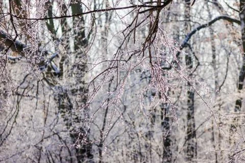 Trees under the snow Stock Photos
