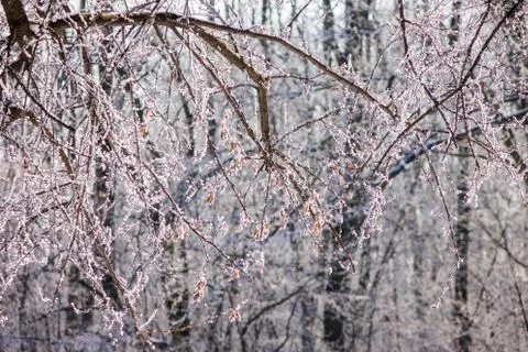 Trees under the snow Stock Photos