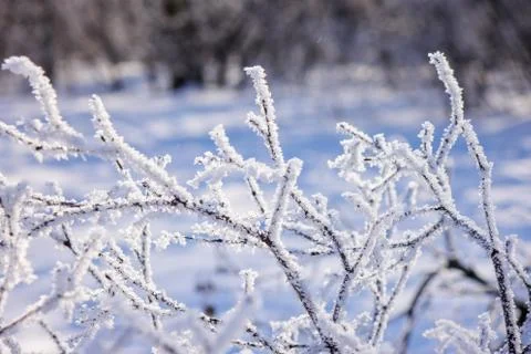 Trees under the snow Stock Photos