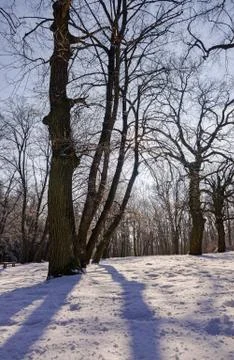 Trees under snow Stock Photos