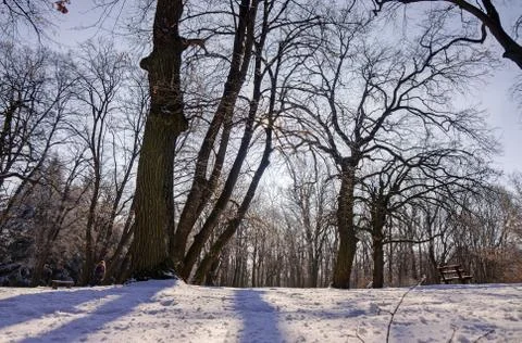 Trees under snow Stock Photos