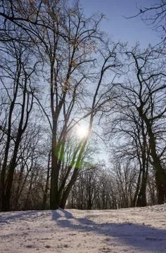 Trees under snow Stock Photos
