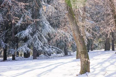 Trees under the snow Foto stock