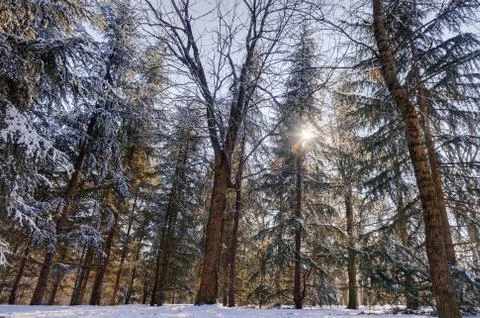 Trees under snow Stock Photos