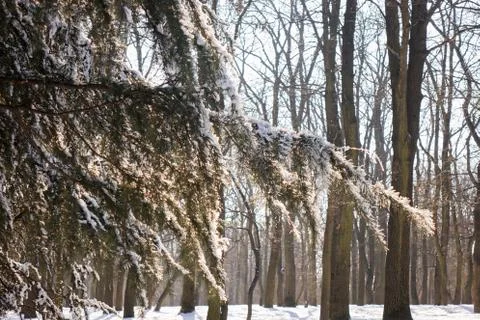 Trees under snow Stock Photos