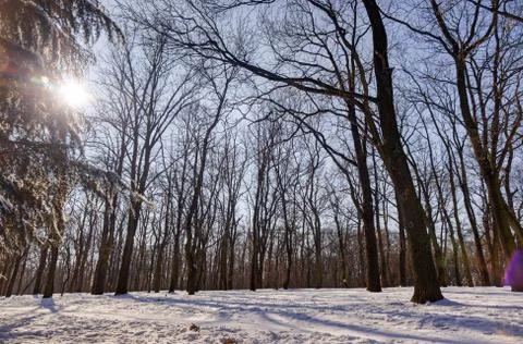 Trees under snow Stock Photos