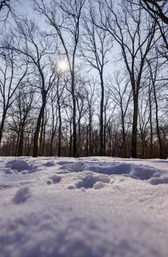 Trees under snow Stock Photos