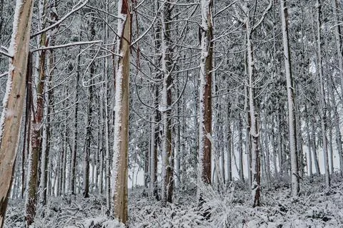 Trees under the snow Stock Photos