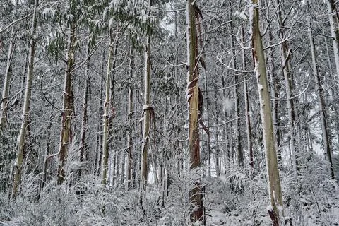 Trees under the snow Stock Photos